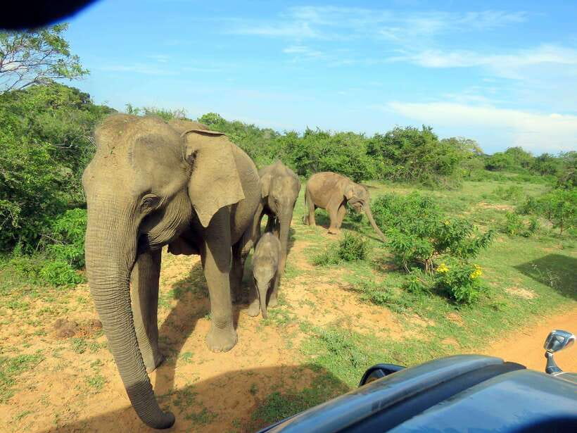 Yala National Park: 7 hour & 12 hour Leopard Safari Tours - Timing, weather, and the reality of waiting