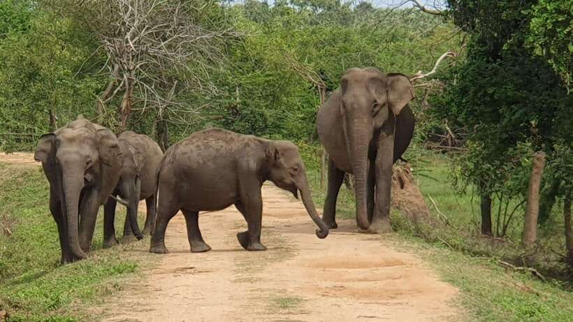 Yala National Park: 7 hour & 12 hour Leopard Safari Tours - Pickup from Tissamaharama, Kirinda, and nearby towns