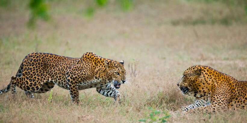 Yala National Park: All Inclusive Full-Day Safari with Lunch - Entering Yala’s dry-zone habitats