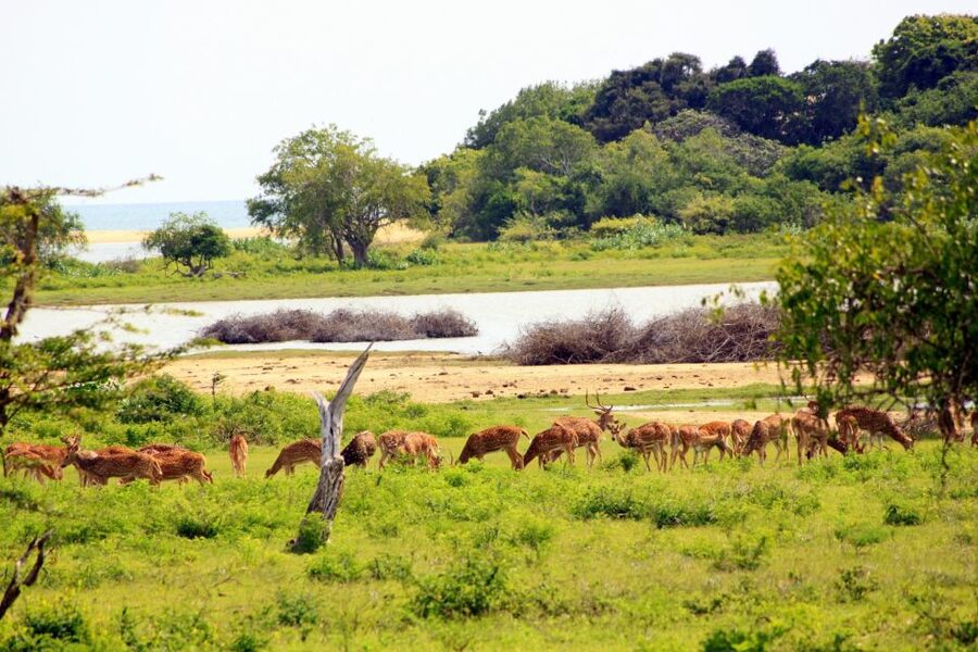 Yala National Park: All Inclusive Full-Day Safari with Lunch - How the guiding may affect your day