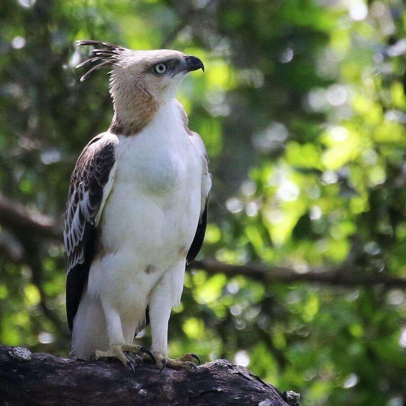 Yala National Park: All Inclusive Private Safari Day Trip - Key points to know before booking