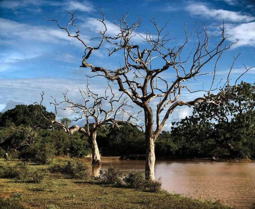 Yala National Park: All Inclusive Private Safari Day Trip - Entering Yala in a private four-hour jeep