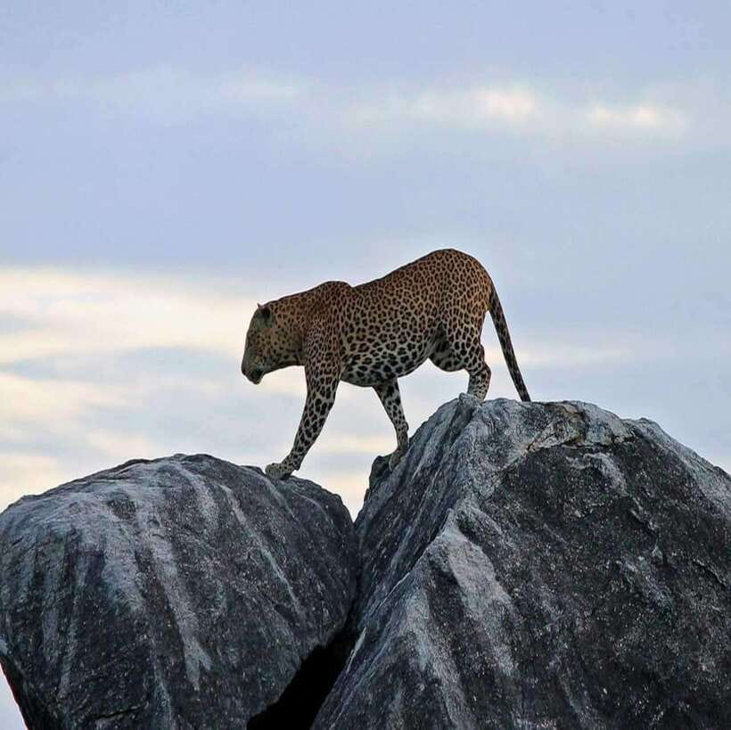 Yala National Park: All Inclusive Private Safari Day Trip - Morning or later safari?
