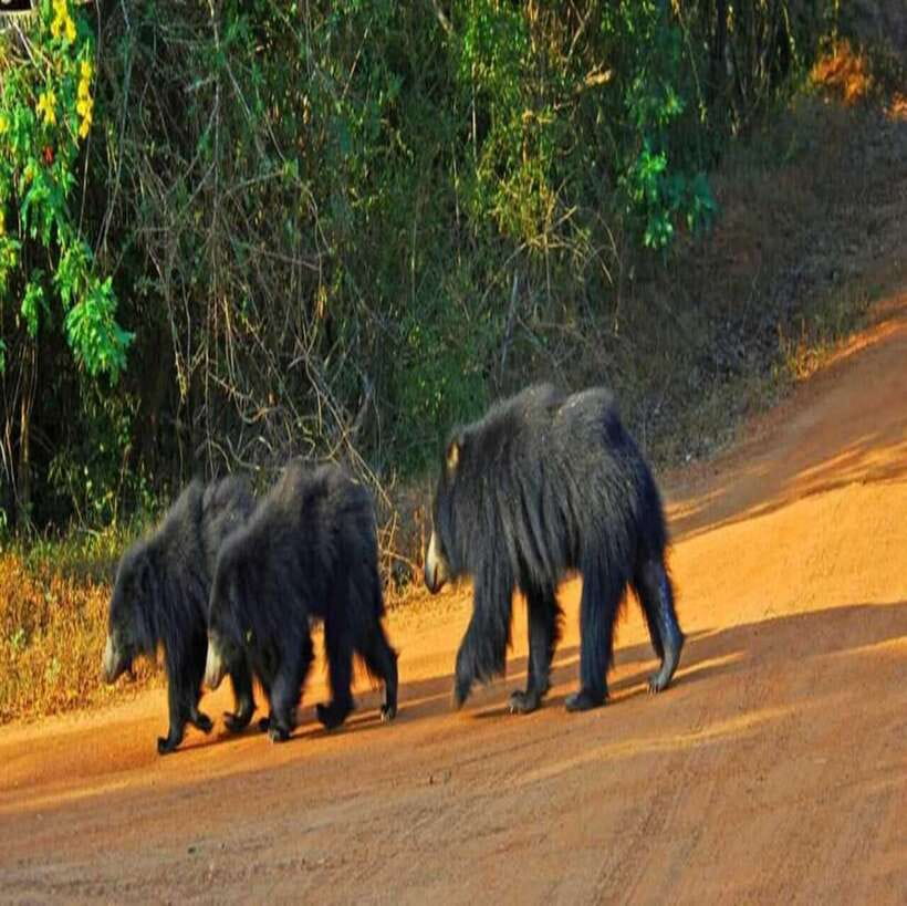 Yala National Park: All Inclusive Private Safari Day Trip - How to prepare for a better day