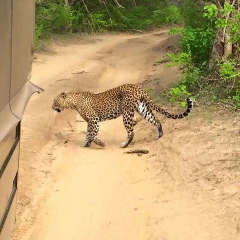Yala National Park: All Inclusive Private Safari Day Trip - The early pickup and long road transfer