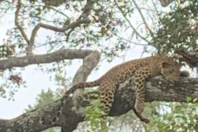 Yala National Park Full-Day Jeep Safari with Lunch - The real shape of this Colombo to Yala day