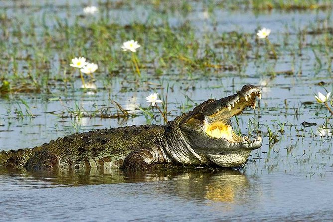 Yala National Park Full-Day Jeep Safari with Lunch - Hotel pickup and the long road south