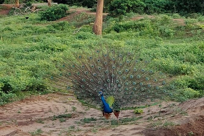 Yala National Park Full-Day Jeep Safari with Lunch - The biggest drawback: too much road in one day