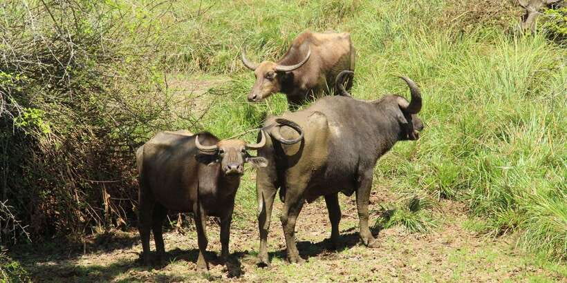 Yala National Park : Full Day Safari(04:30-18:00) - Who should book this Yala safari?