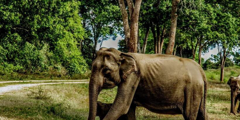 Yala National Park : Full Day Safari(04:30-18:00) - What the guide adds to the drive