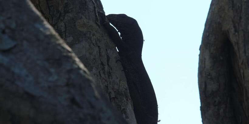 Yala National Park : Full Day Safari(04:30-18:00) - The real cost: $48 plus the park ticket