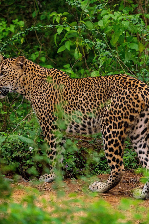 Yala National Park : Full Day Safari(04:30-18:00) - Pickup locations, drop-off, and timing
