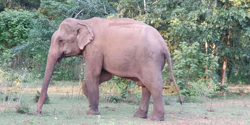 Yala National Park : Full Day Safari(04:30-18:00) - Twelve hours inside Yala National Park