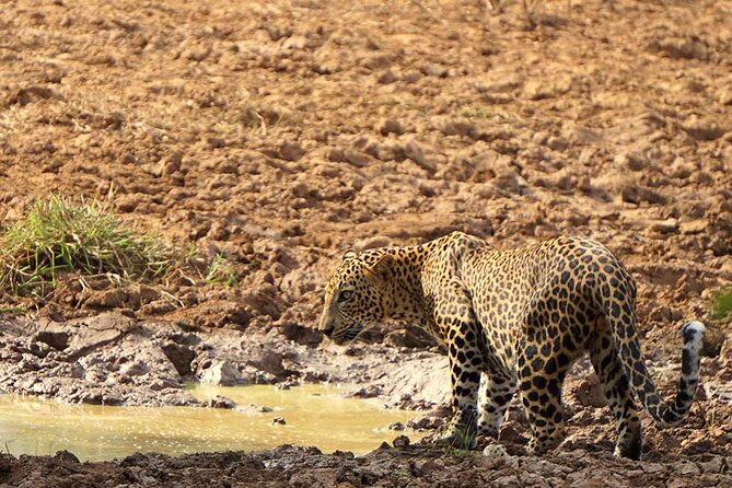 Yala National Park - Full Day Safari (04:30 am - 06:00 pm) - Key points before you book