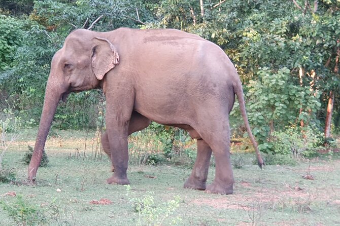 Yala National Park - Full Day Safari (04:30 am - 06:00 pm) - The guides and drivers make the biggest difference
