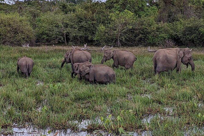 Yala National Park - Full Day Safari (04:30 am - 06:00 pm) - Breakfast, lunch, fruit, and water