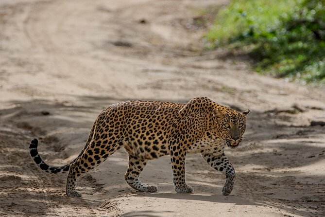 Yala National Park - Full Day Safari (04:30 am - 06:00 pm) - Group size and comfort inside the jeep