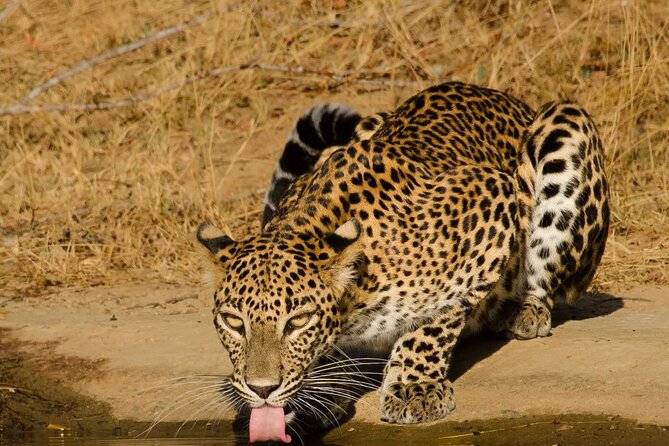 Yala National Park - Full Day Safari (04:30 am - 06:00 pm) - What can go wrong on a full-day safari?