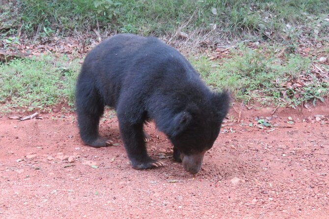 Yala National Park - Full Day Safari (04:30 am - 06:00 pm) - Elephants, birds, and the wider wildlife list