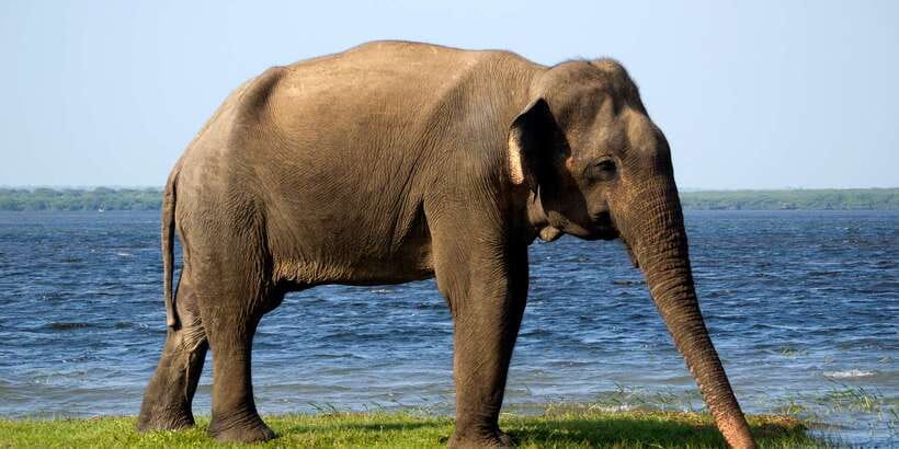 Yala National Park: Half, 7-Hour, or Full-Day Safari & Meals - The 4WD jeep ride through Yala