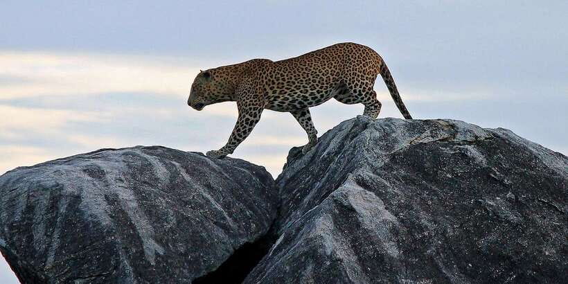 Yala National Park: Half, 7-Hour, or Full-Day Safari & Meals - The animals you might see