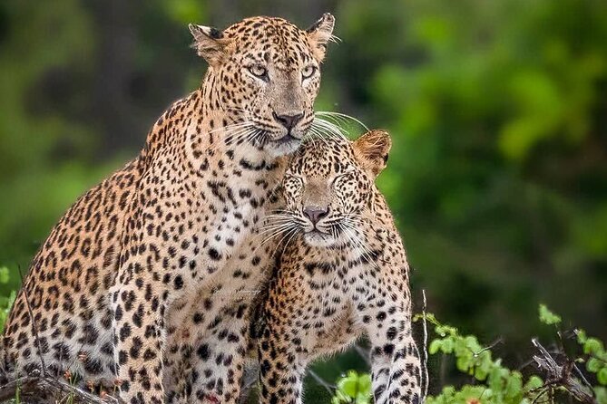 Yala National Park Half Day / Full Day Special Safari Tours - Key points at a glance