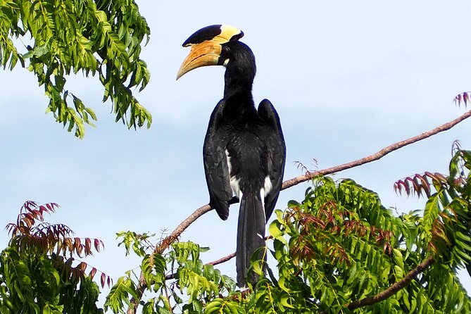 Yala National Park Half Day / Full Day Special Safari Tours - The driver and spotter can shape the day
