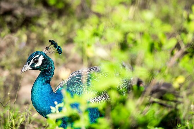 Yala National Park Half Day / Full Day Special Safari Tours - Looking for Yala’s leopards