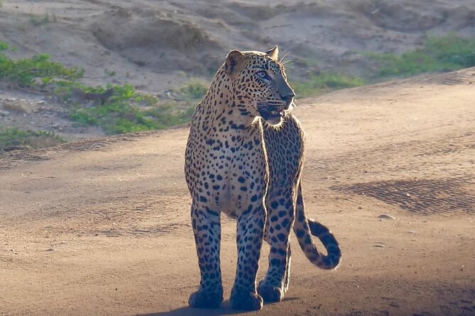 Yala National Park Half Day / Full Day Special Safari Tours - Jungle, plains, lagoons, and coastal views