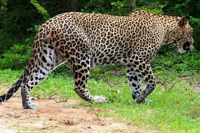 Yala National Park Half Day / Full Day Special Safari Tours - Who will get the most from this safari
