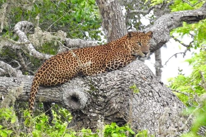 Yala National Park Half Day Safari - 4.30 a.m to 11.30 a.m - Key points to know before booking