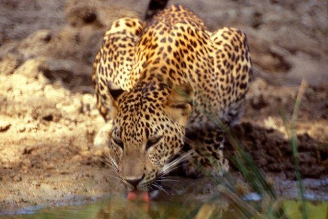 Yala National Park Half Day Safari - 4.30 a.m to 11.30 a.m - Meeting in Tissamaharama