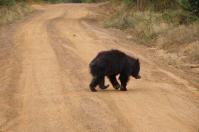 Yala National Park Half Day Safari - 4.30 a.m to 11.30 a.m - The animals you may see