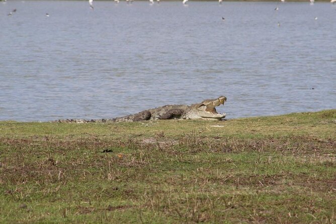 Yala National Park Half Day Safari - 4.30 a.m to 11.30 a.m - Birdlife beyond the leopard hunt