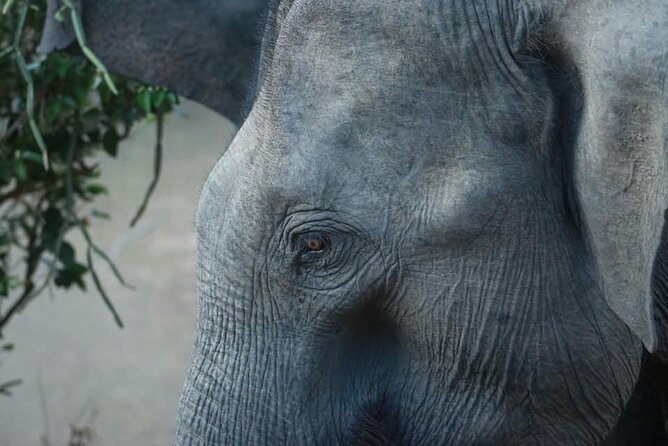 Yala National Park Half Day Safari - 4.30 a.m to 11.30 a.m - Breakfast, fruit, and what to bring