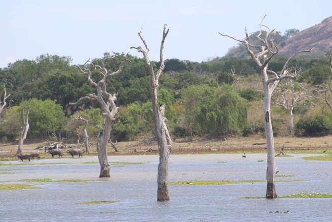 Yala National Park Half Day Safari - 4.30 a.m to 11.30 a.m - The guide can make or break the morning