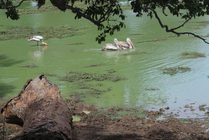 Yala National Park Half Day Safari - 4.30 a.m to 11.30 a.m - Is $78 good value?