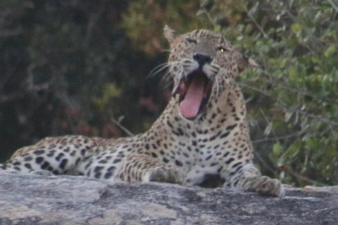 Yala National Park Half Day Safari - 4.30 a.m to 11.30 a.m - Entering Yala National Park at first light
