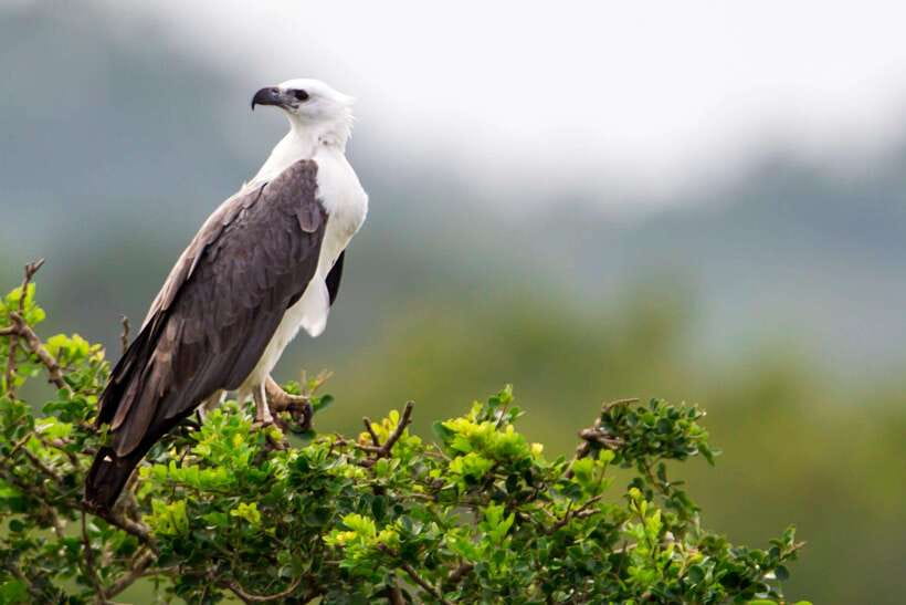 Yala National Park: Leopard Safari Tour with Park Tickets - Key Points Before You Book