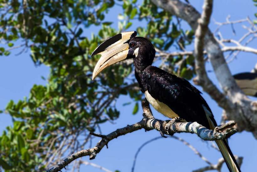 Yala National Park: Leopard Safari Tour with Park Tickets - Should You Book This Yala Safari?