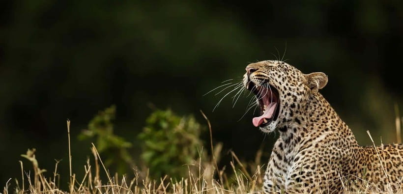 Yala National Park: Leopard Safari Tour with Park Tickets - Why Yala Works Best at Dawn