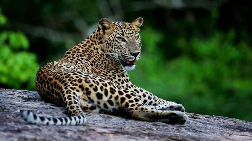 Yala National Park: Leopard Safari Tour with Park Tickets - Elephants, Bears, Crocodiles, and Smaller Finds