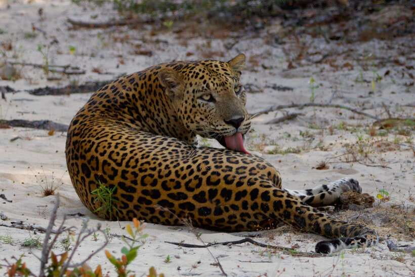 Yala National Park: Morning or Afternoon Safari ( 5 h ) - The real price and overall value