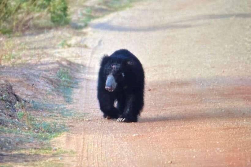 Yala National Park: Morning or Afternoon Safari ( 5 h ) - What the five-hour Yala safari is really like