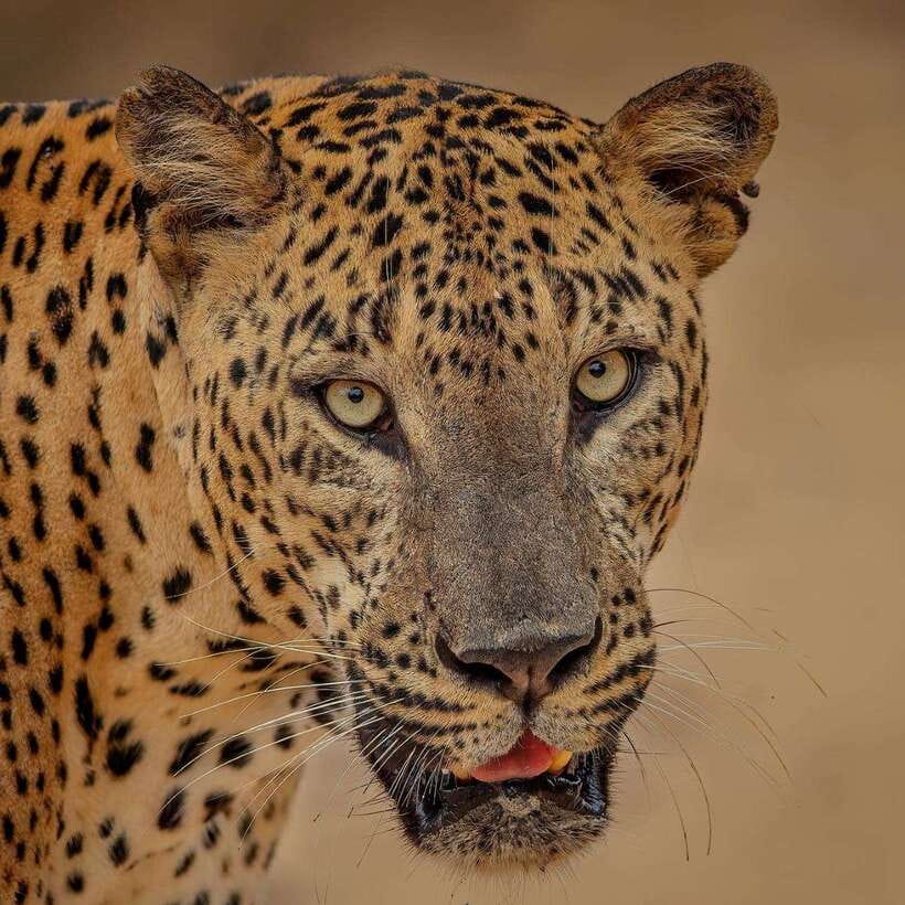Yala National Park: Morning or Afternoon Safari ( 5 h ) - Pickup from Tissamaharama, Kataragama, Kirinda, and Palatupana