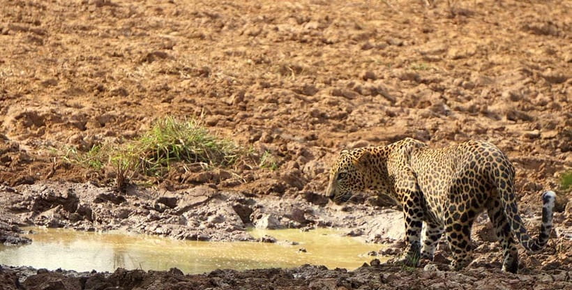Yala National Park: Morning or Afternoon Safari ( 5 h ) - Inside Yala: four hours of searching and watching