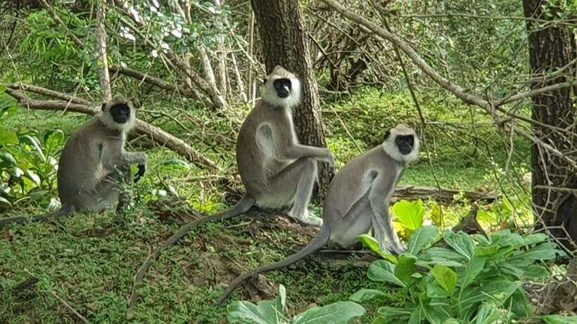 Yala National Park: Morning or Afternoon Safari ( 5 h ) - Leopards, elephants, bears, and the luck factor