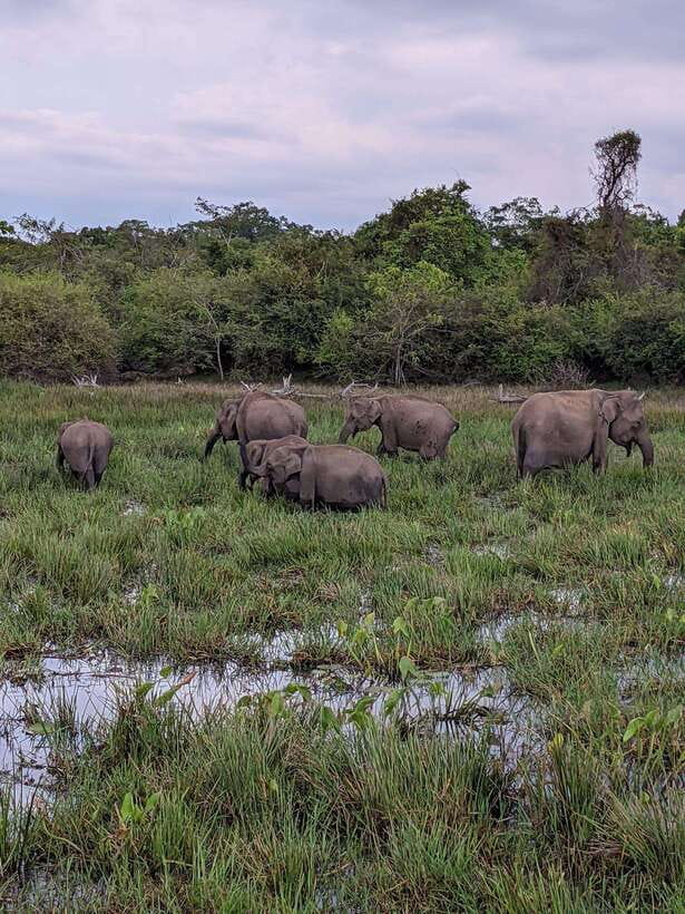 Yala National Park: Morning or Afternoon Safari ( 5 h ) - Guides and driving: the part you should watch closely
