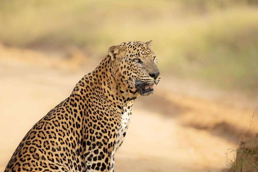 Yala National Park: Morning or Afternoon Safari ( 5 h ) - Photography from the open-sided jeep