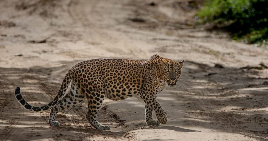 Yala National Park: Morning or Afternoon Safari ( 5 h ) - Comfort, food, and what to pack